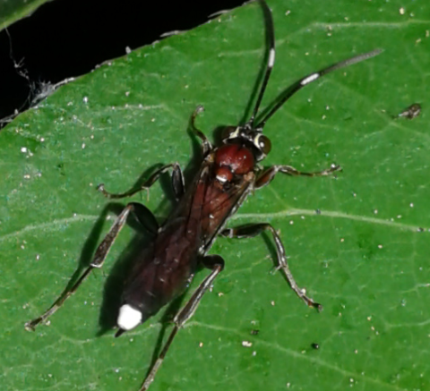 Ichneumonidae da ID 5